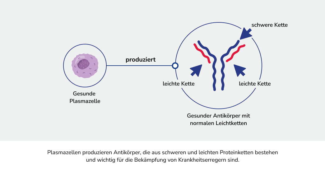 Gesunde Plasmazelle produziert Antikörper, der aus schweren und leichten Proteinketten besteht und wichtig für die Bekämpfung von Krankheitserregern ist