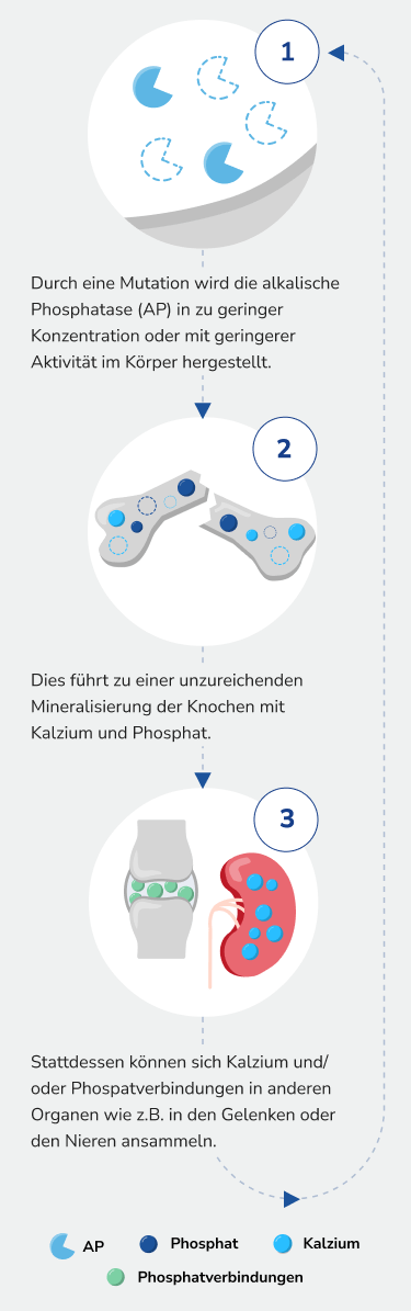 Durch eine Mutation wird die alkalische Phosphatase in zu geringer Konzentration hergestellt. Dies führt zu einer unzureichenden Mineralisierung der Knochen. Stattdessen können sich Kalzium und oder Phosphatverbindungen in anderen Organen ansammeln.