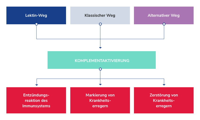 Wirkungsmechanismus Komplementaktivierung: Lektin-Weg, Klassicher Weg oder Alternativer Weg setzen das Komplementsystem in Gang mit dem Ziel, Krankheitserreger zu zerstören.