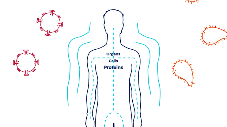 Vorschaubild zum Video "Das Komplementsystem in Zusammenhang mit dem Immunsystem"