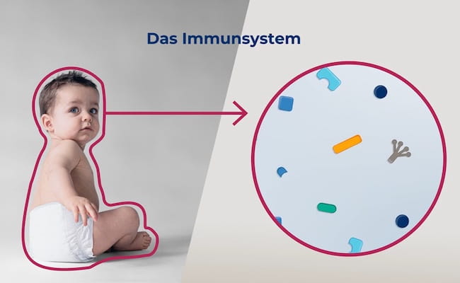 Vorschaubild zum Video "Das Komplementsystem in Zusammenhang mit NMOSD & Myasthenia Gravis"